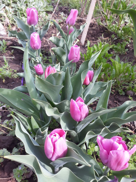  - Gradina primavara 2019