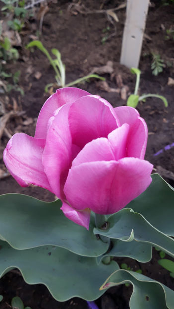  - Gradina primavara 2019