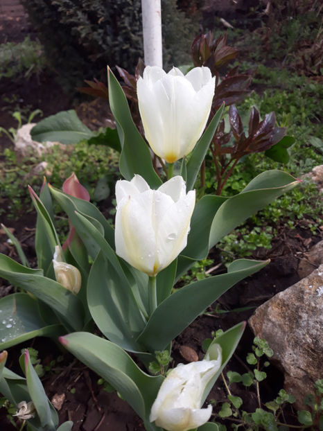  - Gradina primavara 2019