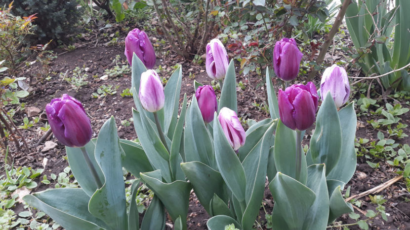  - Gradina primavara 2019