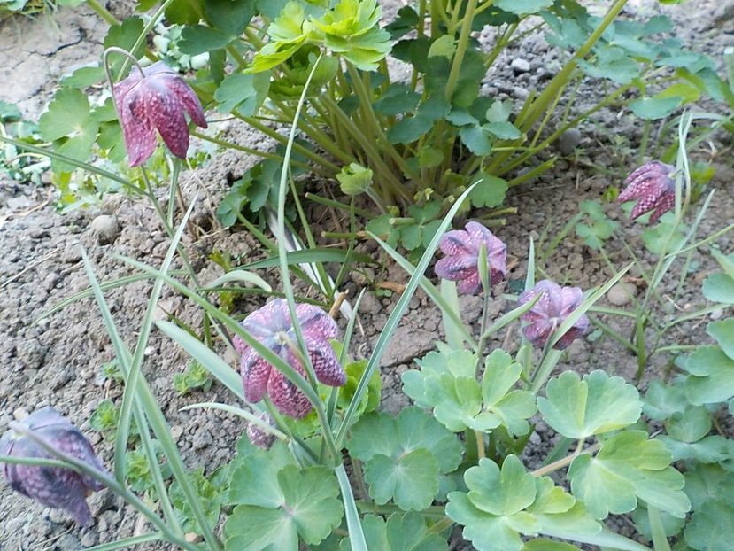  - fritillaria meleagris