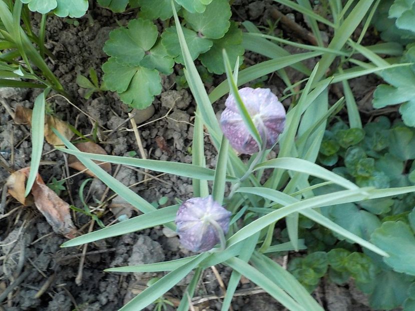  - fritillaria meleagris