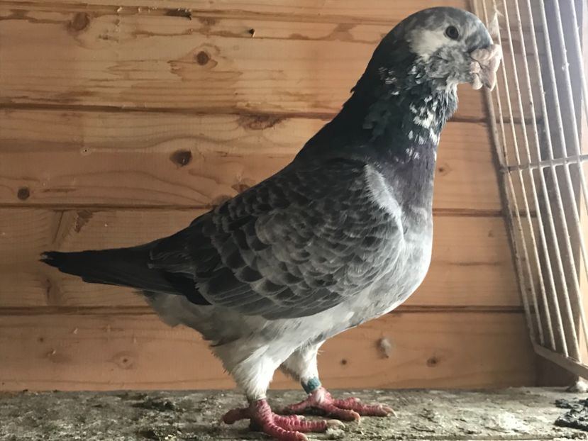 Mascul - 1-standard matca 2019