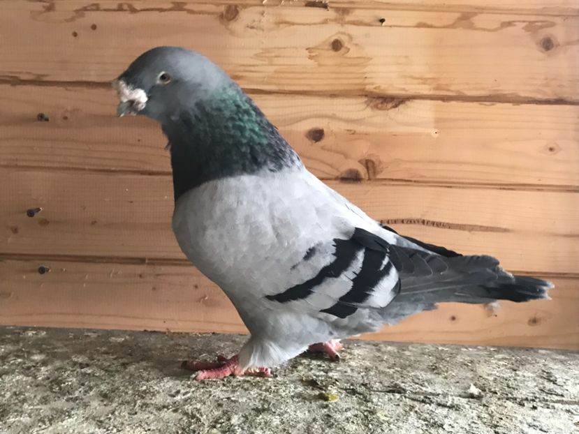 Mascul - 1-standard matca 2019