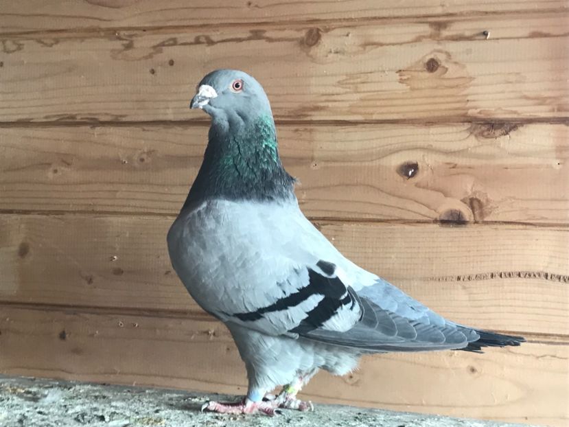 Femela - 1-standard matca 2019