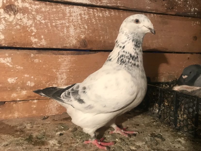 Femela - 1-standard matca 2019