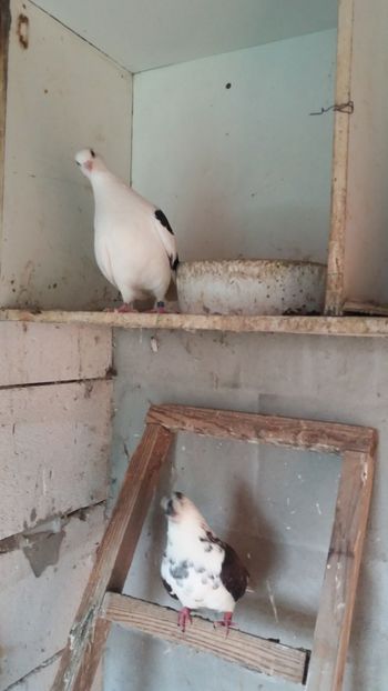 pereche Zburător de Nikolaev - DE VANZARE