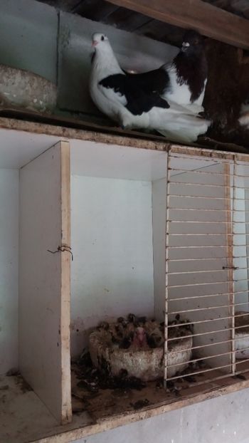 Pereche Zburător de Nikolaev - DE VANZARE