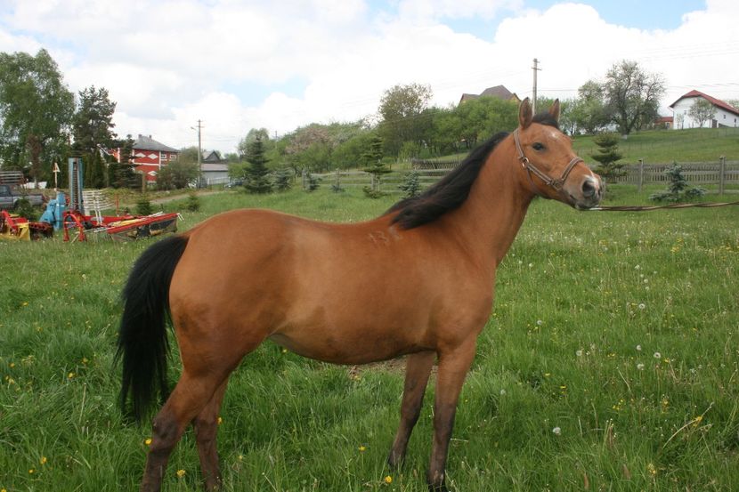  - Ambra - Chihlimbar