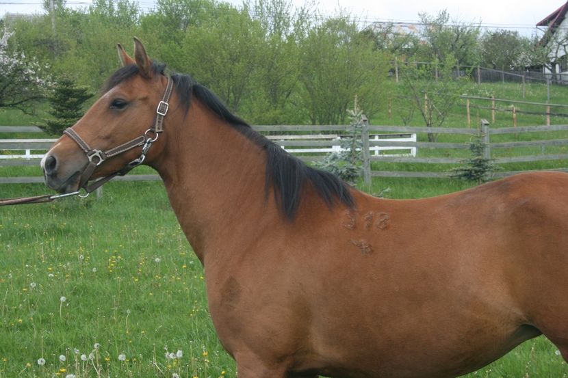  - Ambra - Chihlimbar