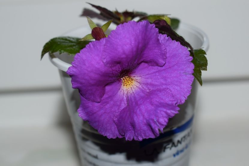 Primul achi inflorit in acest an - Achimenes 2019