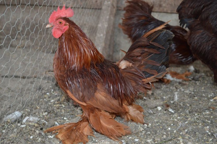  - b Mii de flori rosu