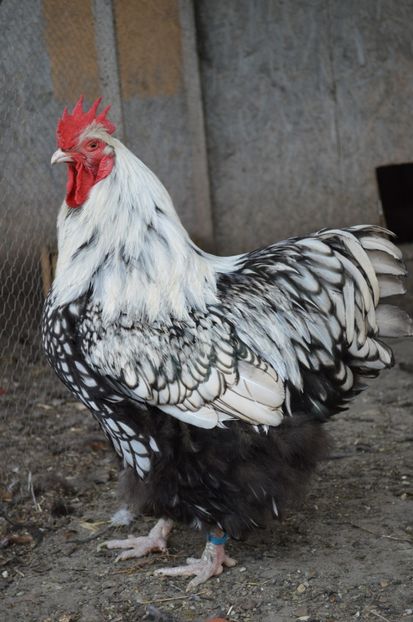  - b Orpington argintiu