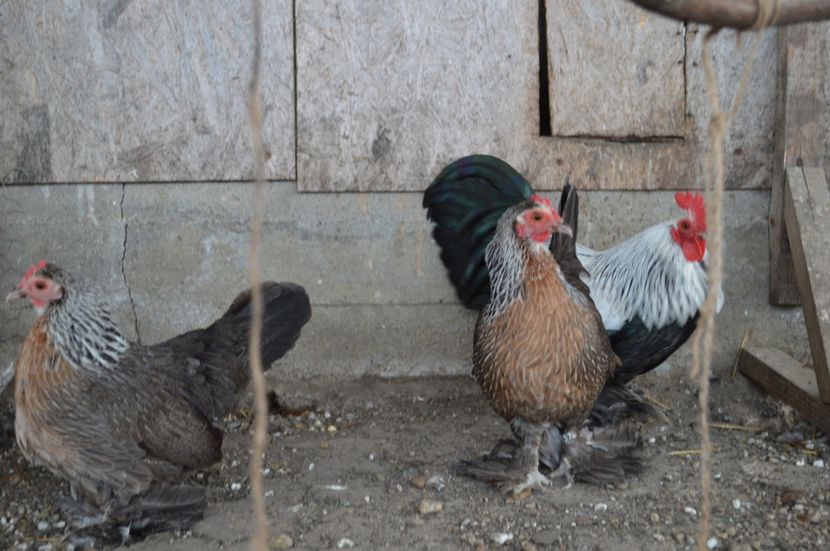  - b Mii de flori argintiu