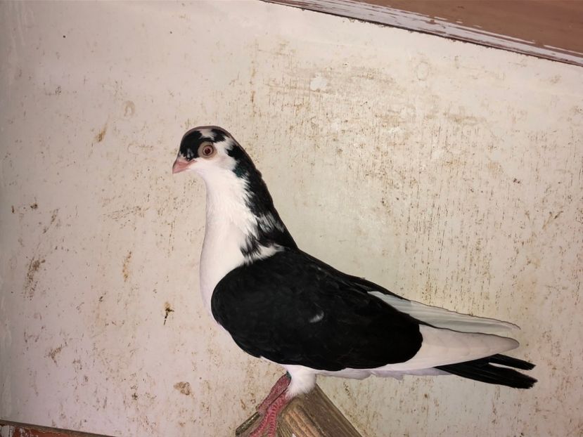 6776  femelă  2019 - volieră tineret