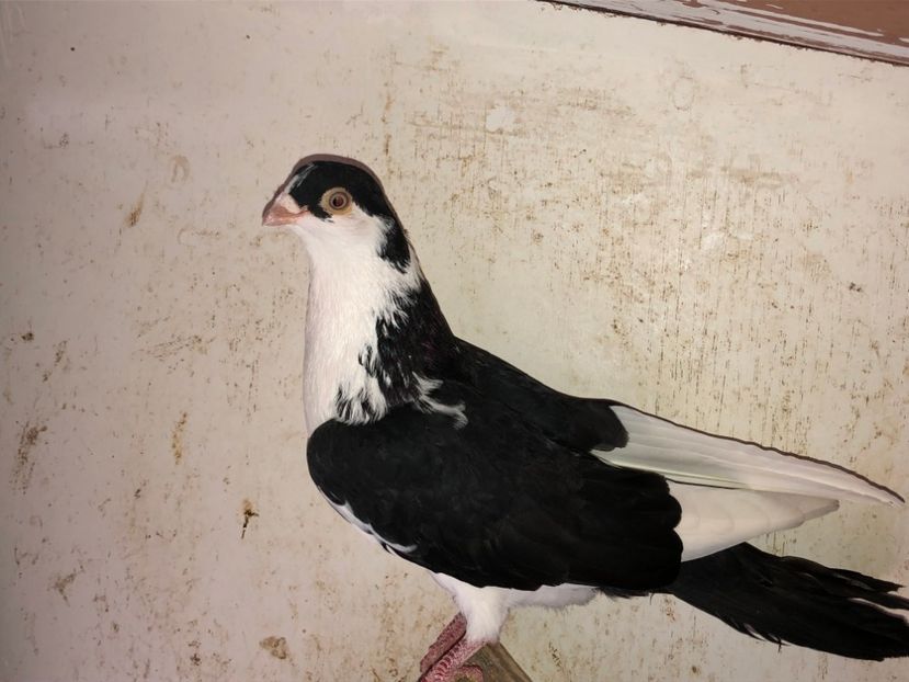 7176  mascul  2018 - volieră tineret