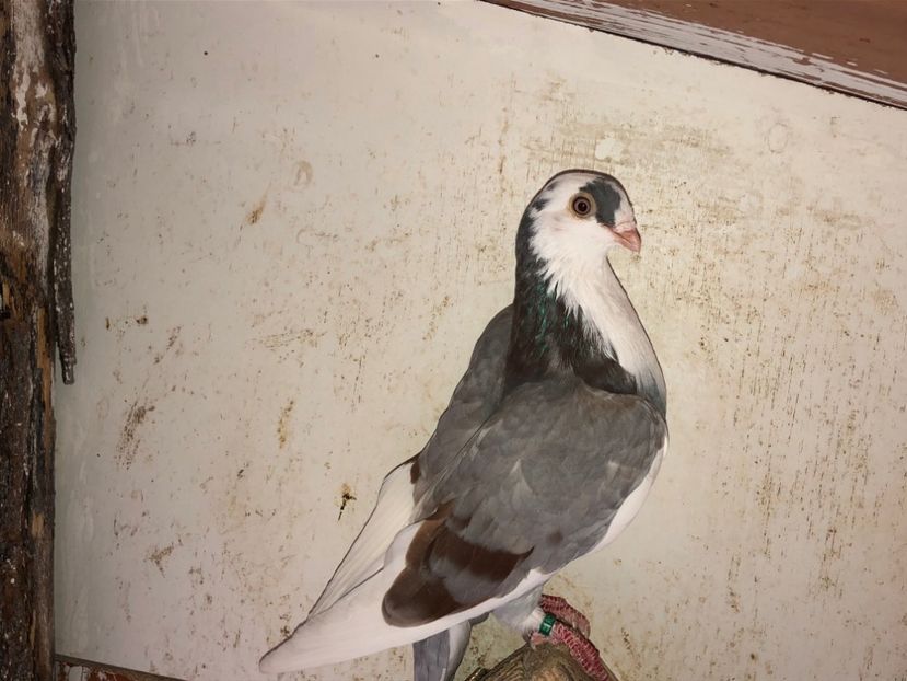 6777  mascul  2019 - volieră tineret