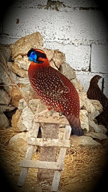 TRAGOPAN - FAZANI