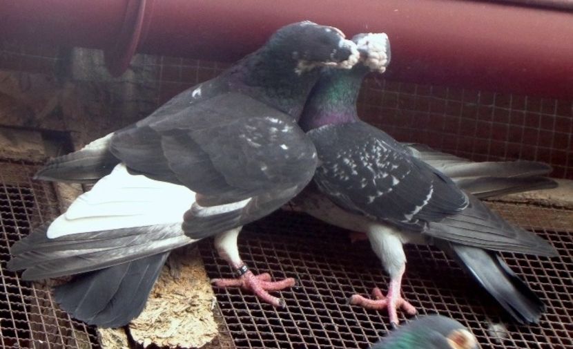  - Primavara 2019 si cativa masculi