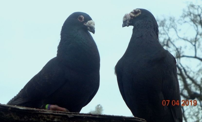  - Primavara 2019 si cativa masculi