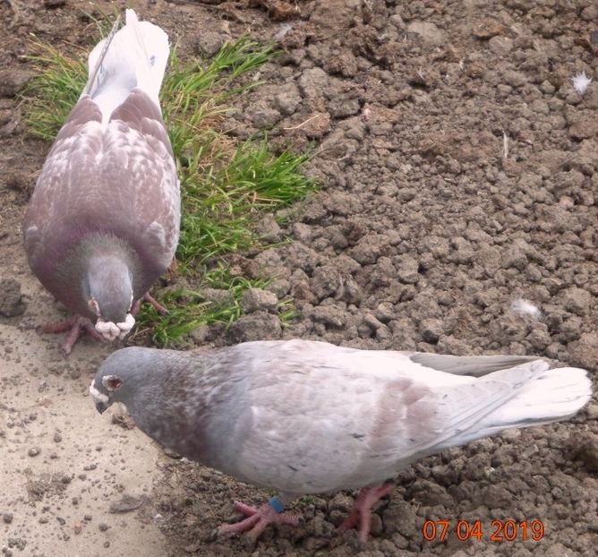  - Primavara 2019 si cativa masculi