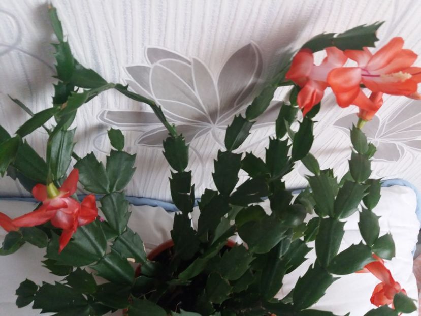  - Florile mele aprilie 2019