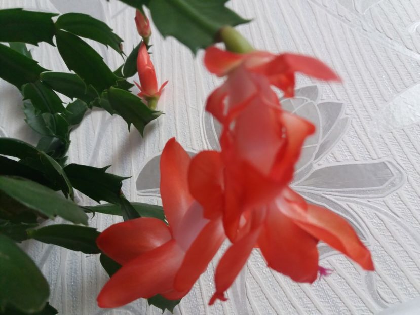  - Florile mele aprilie 2019