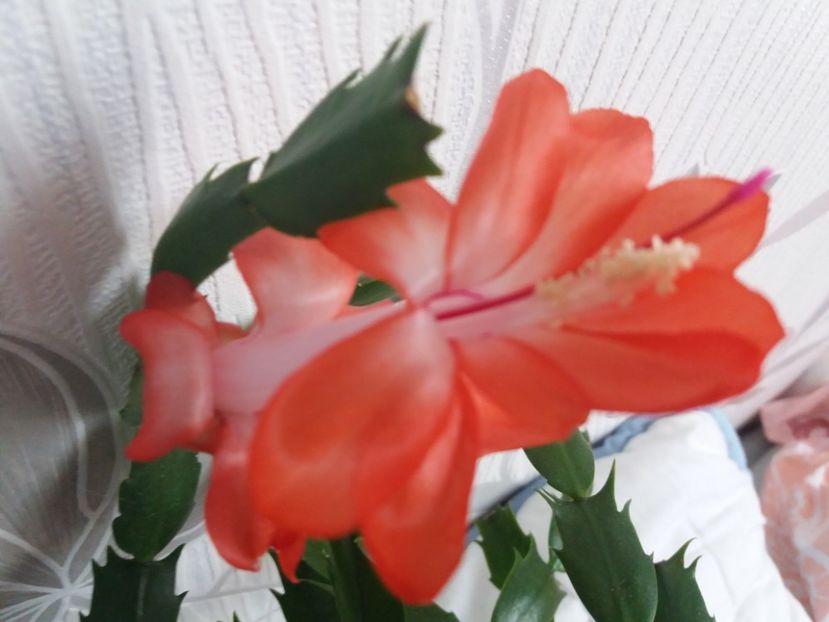  - Florile mele aprilie 2019