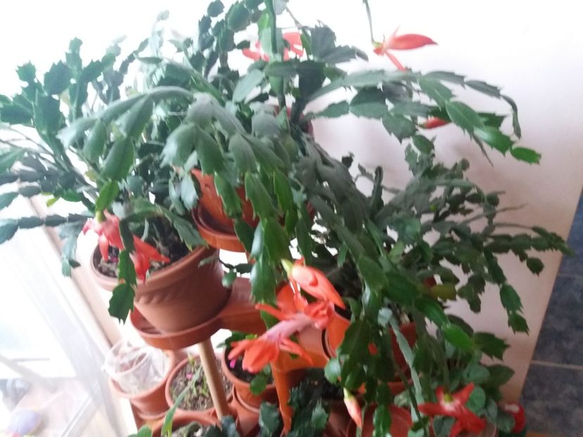  - Florile mele aprilie 2019