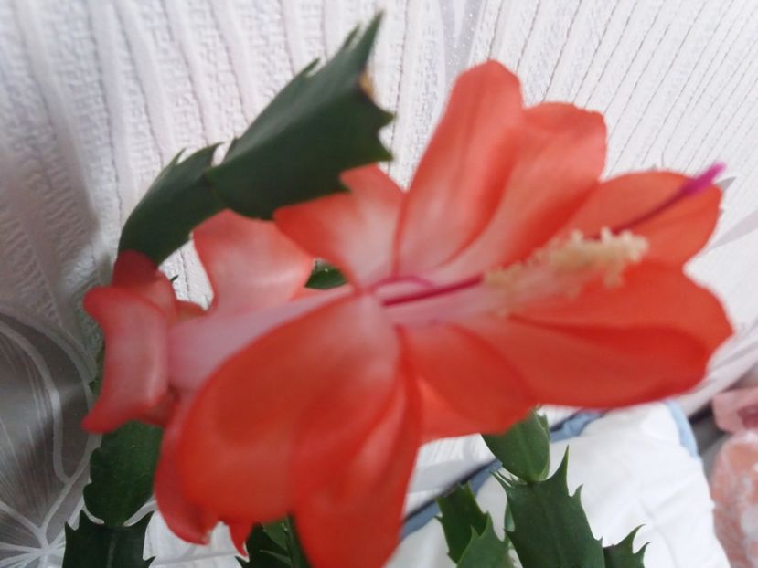  - Florile mele aprilie 2019