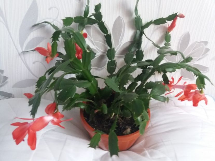  - Florile mele aprilie 2019