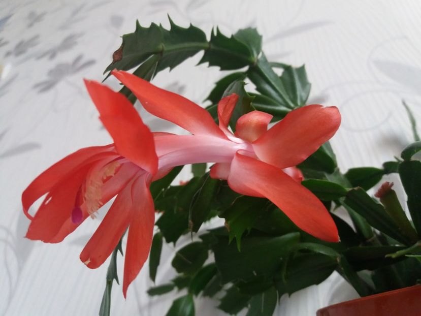  - Florile mele aprilie 2019