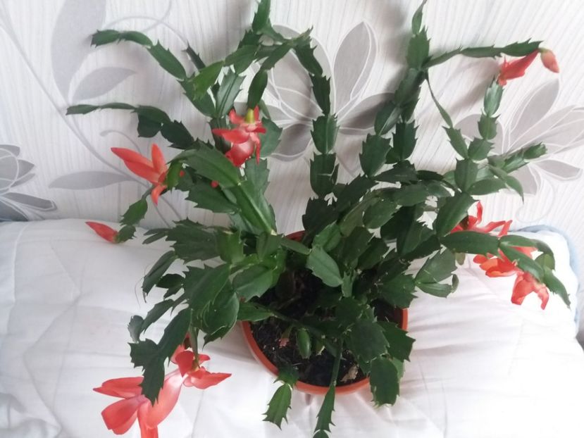  - Florile mele aprilie 2019