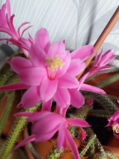  - Florile mele aprilie 2019