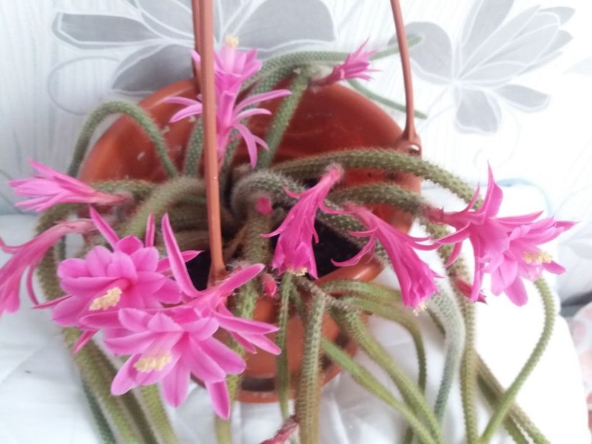  - Florile mele aprilie 2019