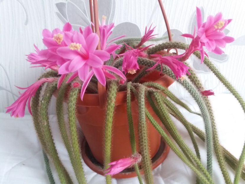  - Florile mele aprilie 2019