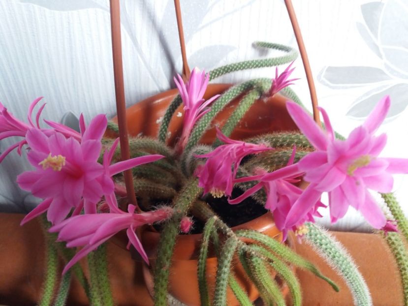  - Florile mele aprilie 2019