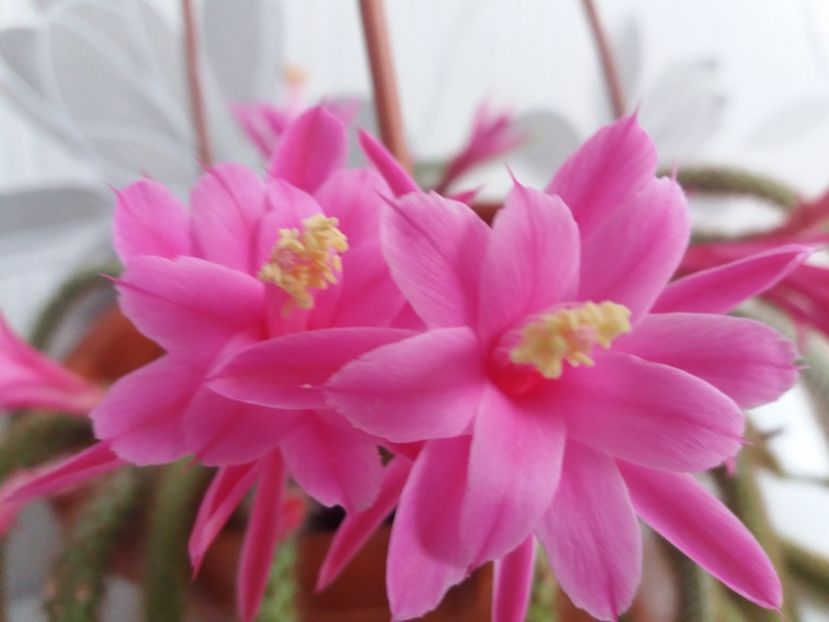  - Florile mele aprilie 2019