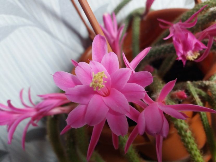  - Florile mele aprilie 2019