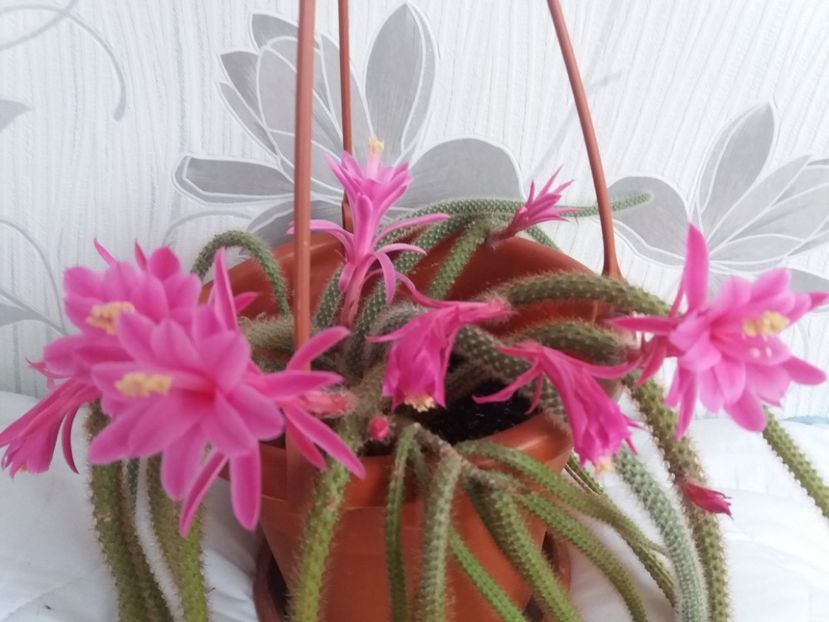  - Florile mele aprilie 2019