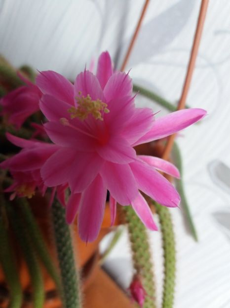  - Florile mele aprilie 2019