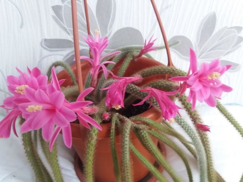  - Florile mele aprilie 2019