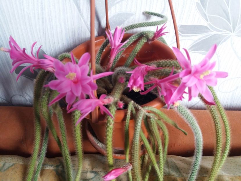  - Florile mele aprilie 2019