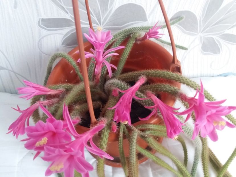  - Florile mele aprilie 2019