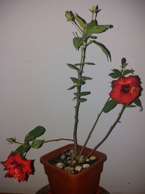  - Florile mele aprilie 2019