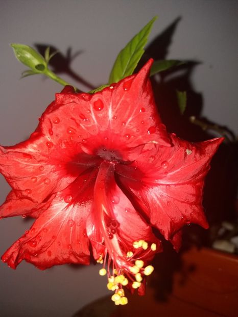  - Florile mele aprilie 2019