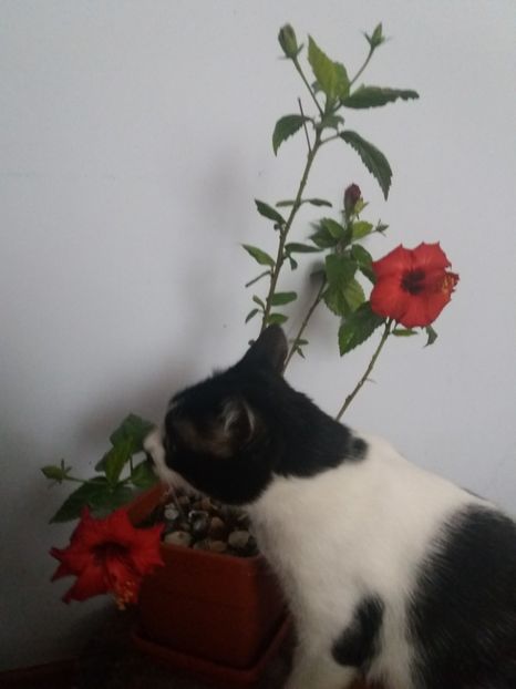  - Florile mele aprilie 2019