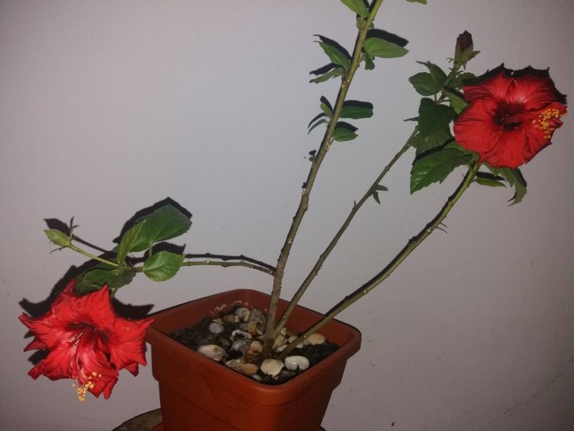  - Florile mele aprilie 2019