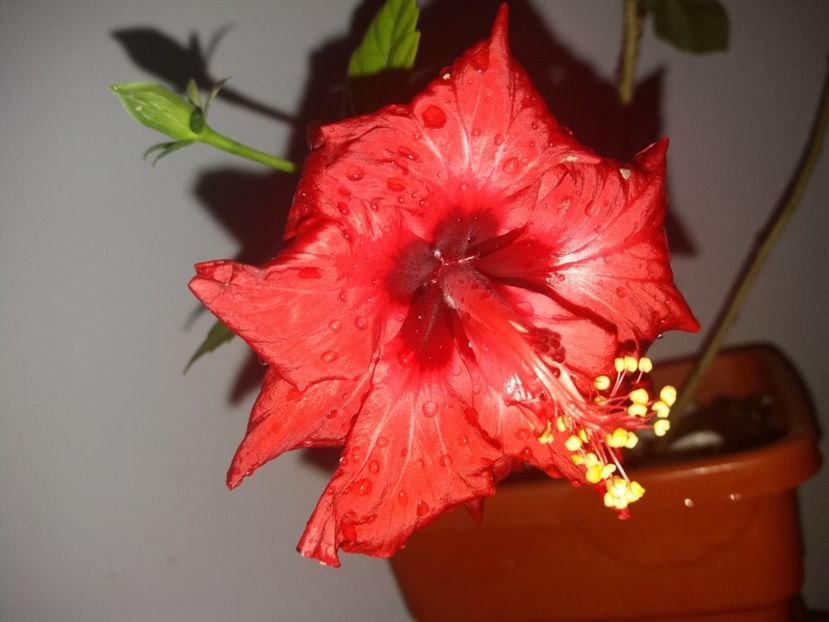  - Florile mele aprilie 2019