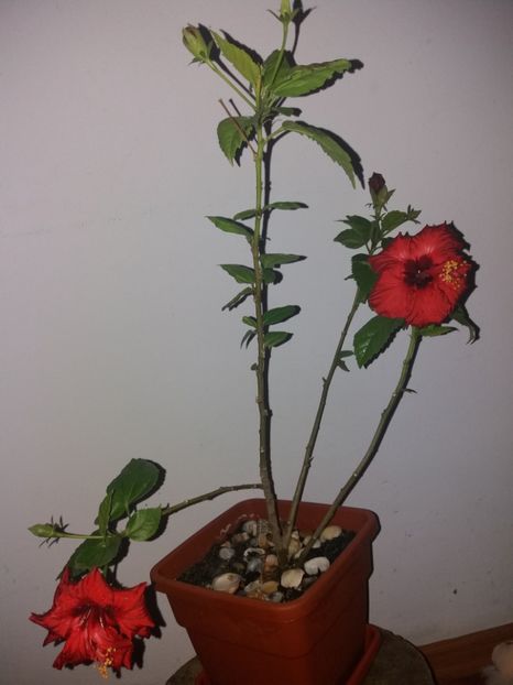  - Florile mele aprilie 2019